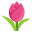 :tulip: 🌷