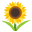 :sunflower: 🌻