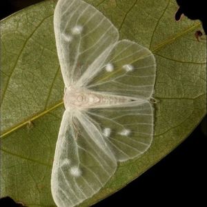 Plekaney