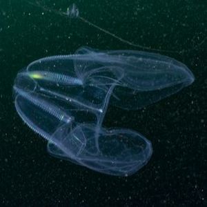 Fisch-von-Schnoggenheimer