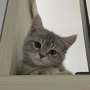 ummeoww