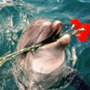 flipper2010