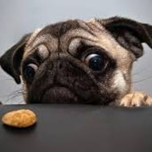 Pugusus