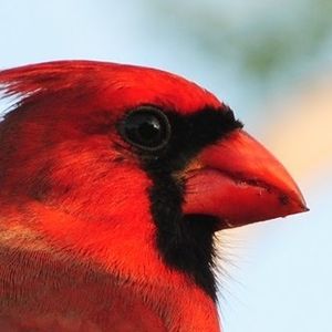 rednarrowbird