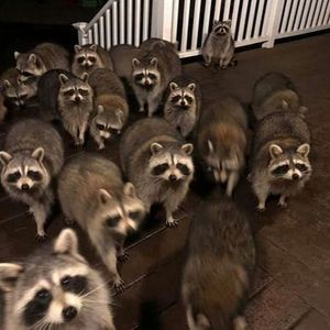 Raccoon-chan