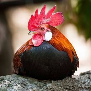 GWENO
