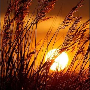 lil-sunshine