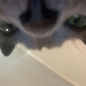 Oshonik