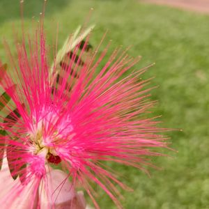KacherDewal