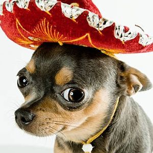 chihuahuabeast