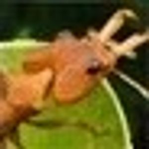 thegreenherb66