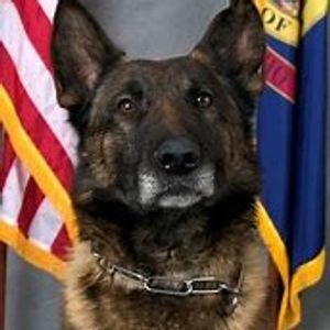 comanderk-9