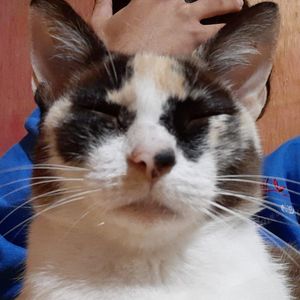 Mistica