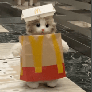alancat145