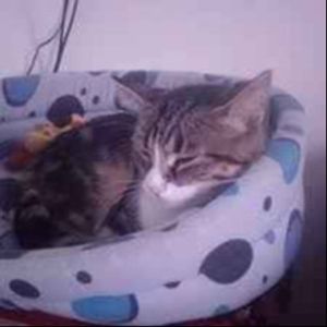 catproita